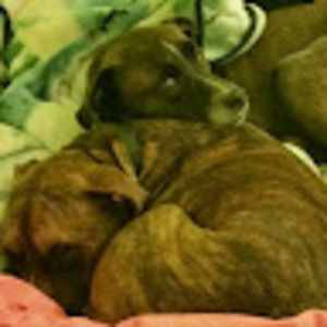 Meet your Posher, Sanny